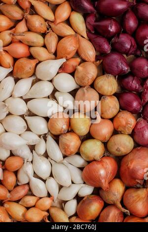 Allium cepa 'Red Baron' 'Centurion' e 'snowball'. Set di cipolle pronti per la semina in primavera. REGNO UNITO Foto Stock