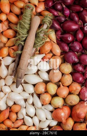 Allium cepa 'Red Baron' 'Centurion' e 'snowball'. Set di cipolle pronti per la semina in primavera. REGNO UNITO Foto Stock