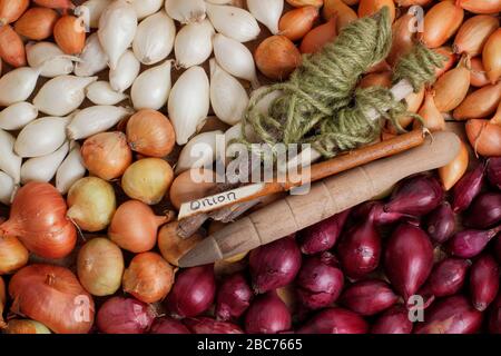 Allium cepa 'Red Baron' 'Centurion' e 'snowball'. Set di cipolle pronti per la semina in primavera. REGNO UNITO Foto Stock