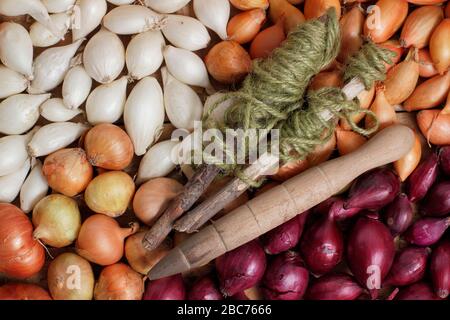 Allium cepa 'Red Baron' 'Centurion' e 'snowball'. Set di cipolle pronti per la semina in primavera. REGNO UNITO Foto Stock