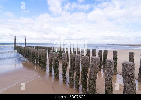 Groynes (Buhnen) - pali che scorrono pezzo per pezzo nel mare per proteggere la spiaggia. Prospettiva al cielo blu nuvoloso all'orizzonte. olanda dentro
