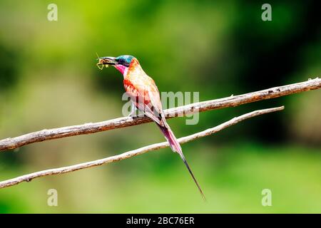 Un ape-eater carminio con preda nel suo becco arroccato su un ramo di albero nel Kruger National Park, Sudafrica Foto Stock
