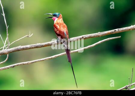 Un carmine Bee-eater arroccato su un albero Branch nel Parco Nazionale Kruger, Sud Africa Foto Stock