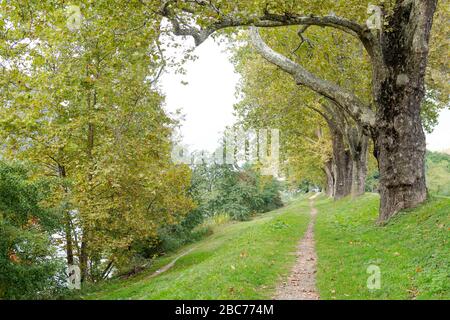 Platani lungo un fiume. Gli alberi fiancheggiano un sentiero e formano un viale. Sullo sfondo si possono vedere le montagne. Foto Stock