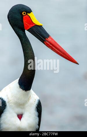 Primo piano Ritratto di una a Saddle-fatted Stork pesca in un fiume nel Kruger National Park, Sud Africa Foto Stock