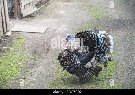 Un grande uccello turco cammina in una fattoria da solo. Allevamento di uccelli nelle condizioni dell'azienda. Spazio di copia. Foto Stock