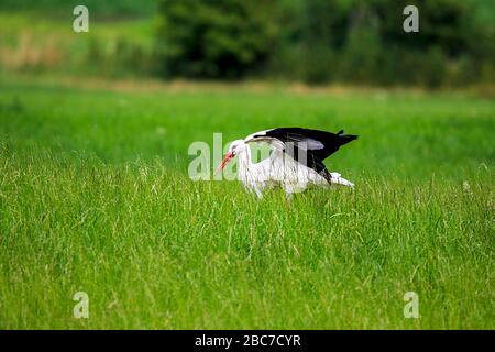 una cicogna durante una caccia di successo su un prato verde Foto Stock