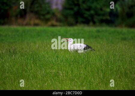 una cicogna durante una caccia di successo su un prato verde Foto Stock