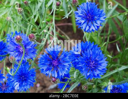 Corn flower, Centaurea cyanus, Asteraceae. Corn flower Herb o bachelor fiore pulsante in giardino. Foto Stock