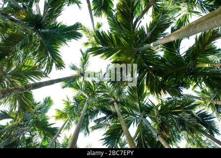 Arreca nut a Khulna, Bangladesh. Foto Stock