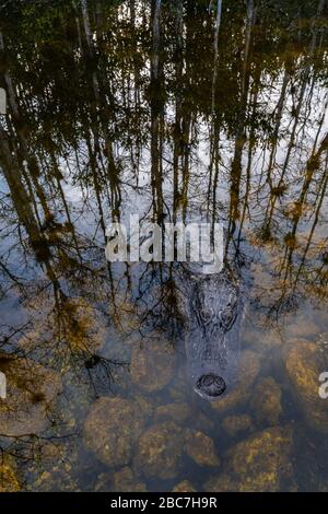 Un alligatore si trova appena sotto la superficie ominously davanti al profilo di stand di cipressi alberi riflessi indietro nella palude. Foto Stock