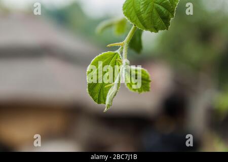 Foglia di jujube a Khulna, Bangladesh. Foto Stock