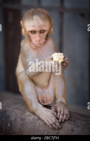 Scimmia seduta con il cibo al Tempio delle scimmie a Jaipur, India Foto Stock