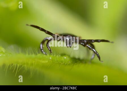 Ixodes tick che attacca seduto sulla lama d'erba Foto Stock