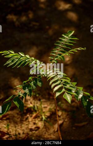 Foglie di curry impianto Foto Stock