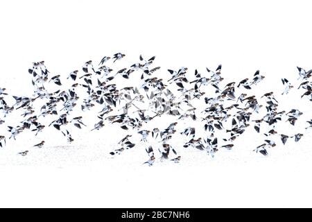 Gregge di neve Bunting (Pletrafenax nivalis) che si nutrono di semi nella neve, Islanda settentrionale e in volo Foto Stock