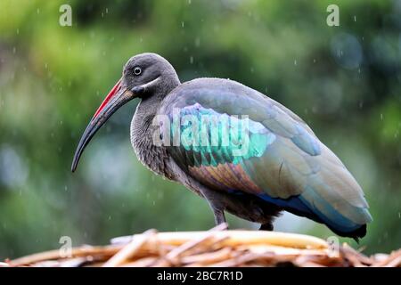 Hadeda ibis sotto la pioggia al Lago Bunyonyi, Uganda (Hagedash Bostrychia) Foto Stock