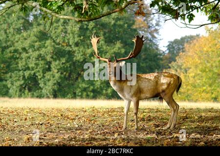 Allow cervo pugnalato in autunno Foto Stock