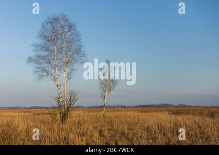 Alberi di betulla senza foglie che crescono tra erbe gialle, vista serale Foto Stock