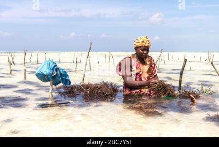 Donna che lavora in piantagione di erbacce marine Zanzibar, Tanzania Foto Stock