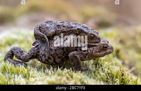 Comune Toad (Bufo bufo) femmina carryijg maschio a piscina di allevamento, in primavera, Dumfries, SW Scozia Foto Stock