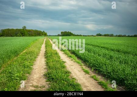 Strada sterrata attraverso un campo di grano verde, orizzonte e nuvole piovose sul cielo, vista primavera Foto Stock