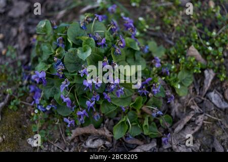 Violette in fiore Viola odorata Foto Stock
