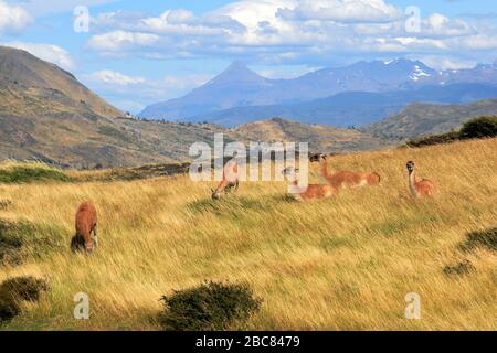 Guanacos nel Parco Nazionale Torres del Paine, Regione Magallanes, Patagonia, Cile, Sud America Foto Stock