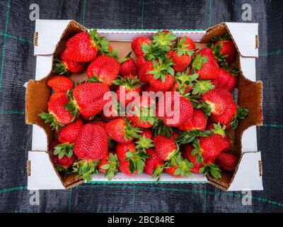 Fragole appena raccolte. Fondo di fragole appena raccolte in scatola di cartone Foto Stock