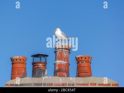 Un singolo gabbiano arroccato su uno dei 4 letti camino pentole con un cielo blu sfondo. Foto Stock