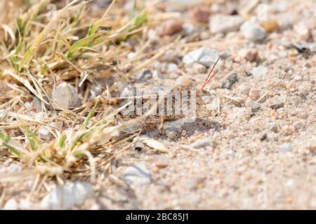 Sand Grasshopper (Sfaragemon collare) mimetato su ghiaia e vegetazione nel Colorado orientale Foto Stock