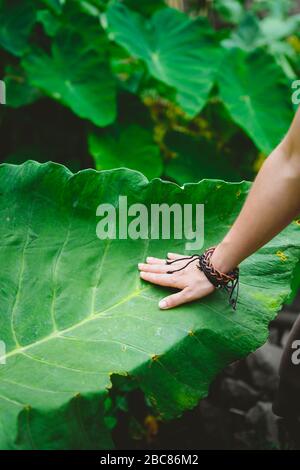 Mano femmina che si accarezzano toccando enorme foglia di loto. Foto Stock