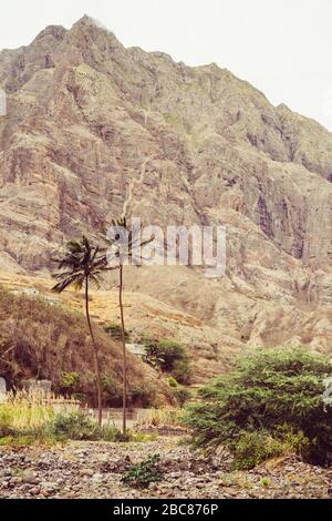 Alberi di palme in terreni aridi di pietra. Enorme montagna sterile che sorge sullo sfondo. Isola di Santo Antao, Capo Verde. Foto Stock