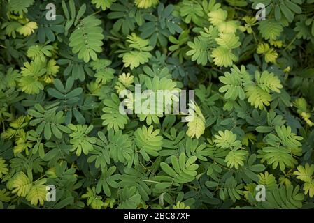 Mimosa pudica foglie testurizzate Foto Stock