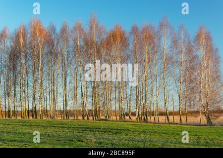 Una fila di alberi di betulla senza foglie, erba verde e cielo blu Foto Stock