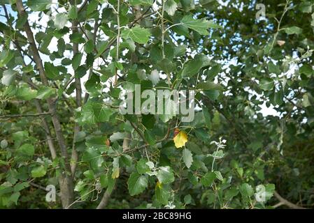 Populus alba fogliame d'argento Foto Stock