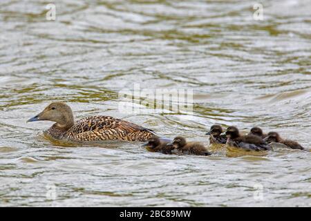 Anatre comuni (Somateria molissima) femmina con pulcini che nuotano in mare Foto Stock