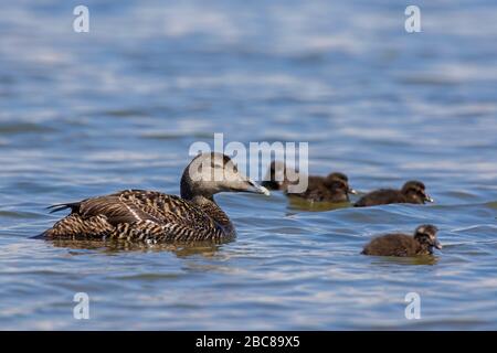 Anatre comuni (Somateria molissima) femmina con pulcini che nuotano in mare Foto Stock