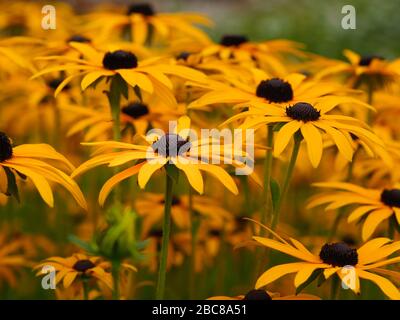 susans giallo dagli occhi neri, Rudbeckia hirta, fiorito in un giardino estivo Foto Stock