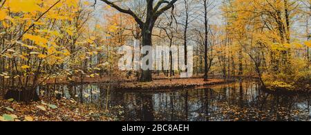 Bellissimo lago di foresta con enorme quercia circondata da foglie d'oro nel giorno d'autunno. Foto Stock