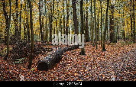 Un grande vecchio log in foresta mista autunnale. Foglie cadono vicino al sentiero. Foto Stock