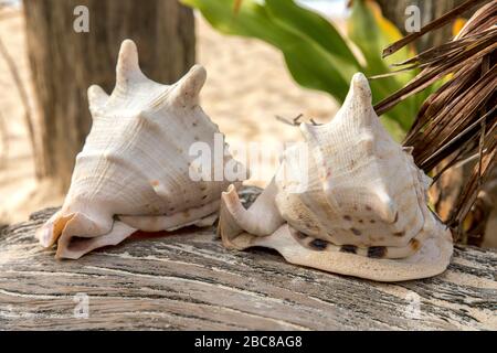 Seashell, Puka Shell Beach, Isola di Boracay, Filippine. Foto Stock