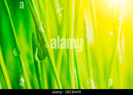 Brillante erba verde primavera fresca e vibrante vicino con alcune gocce di pioggia sotto luce solare calda e luminosa. Foto Stock