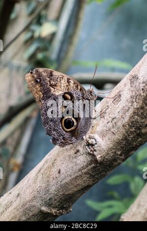 Owl Butterly, Caligo eurilochus, trovato in Messico, America Centrale e Sud America Foto Stock