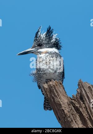 Crested Pied Kingfisher si aggraste sul ramo dell'albero nel Parco Nazionale Rajaji Foto Stock