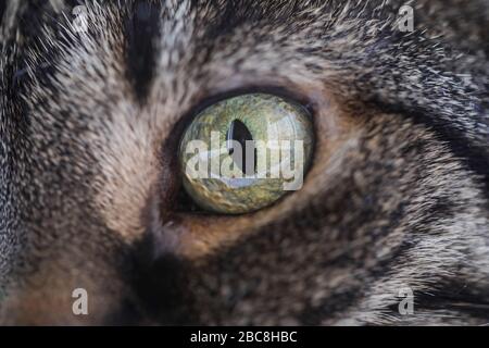 Immagine ravvicinata con l'occhio di una femmina europea gatto grigio corto. Foto Stock