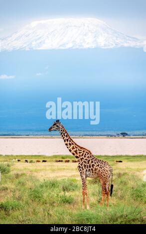 Masai giraffe (Giraffa camelopardalis tippelskirchii) con il Monte Kilimanjaro dietro, Parco Nazionale Amboseli, Kenya, Africa Foto Stock