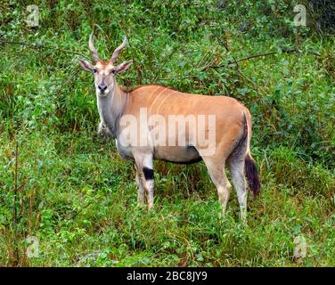 Terreno comune (Taurotragus oryx), Parco Nazionale del Lago Nakuru, Kenya, Africa Foto Stock