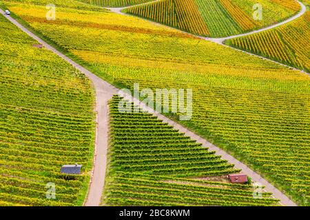 Fuco fucilato, autunno, vigneti vicino a Strümpfelbach, Remstal, Baden Württemberg, Germania Foto Stock