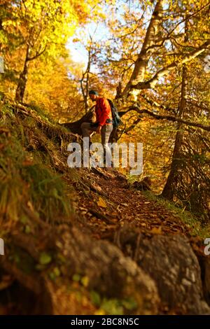 Autunno foresta sul lago Achensee non lontano da Pertisau verso Seebergspitze Foto Stock